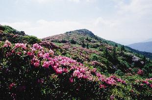 Springtime on Roan