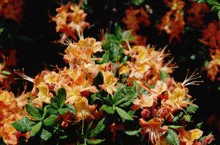 The Flame Azalea: R. calendulaceum