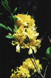 Asian Azalea Species:  R. luteum