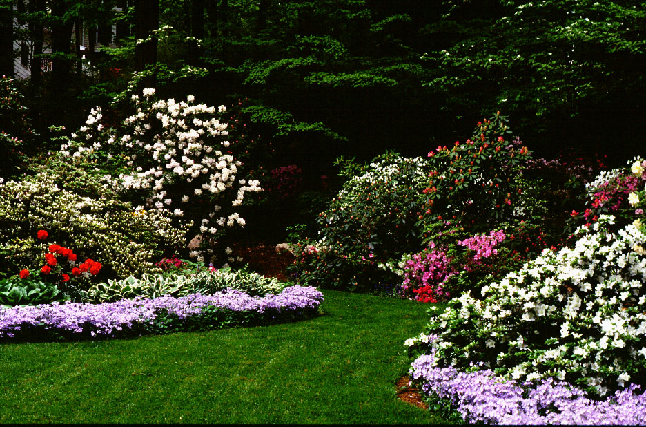 Landscaping with Rhododendrons and Azaleas