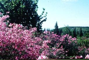 R. prinophyllum on Dolly Sods