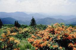  Variations in R. calendulaceum near Roan Mountain