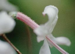 Glandular Hairs on R. canescens