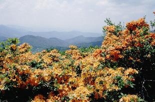 Calendulaceum in Bloom Near Roan Mountain