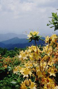 Calendulaceum Near Engine Gape and Jane Bald