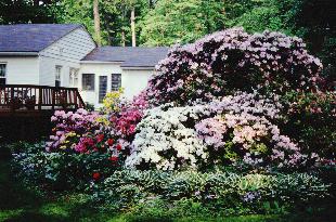 Rhododendron 'Caroline', azaleas, and hosta in the author's yard