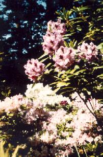 A. Bedford and Azaleas