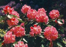 Rhododendron Wheatley