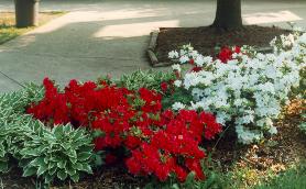 Azaleas and Hosta