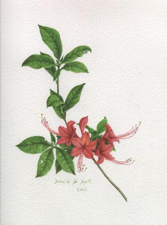 Native Azalea - R. prunifolium