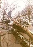 Tree Damage to House